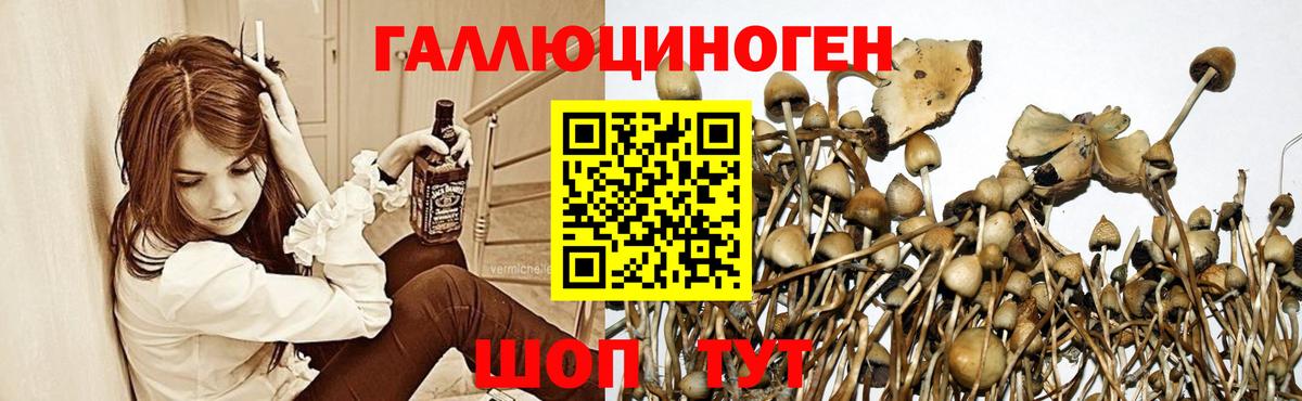 Псилоцибиновые грибы Psilocybe  Вход с VPN  Сафоново 